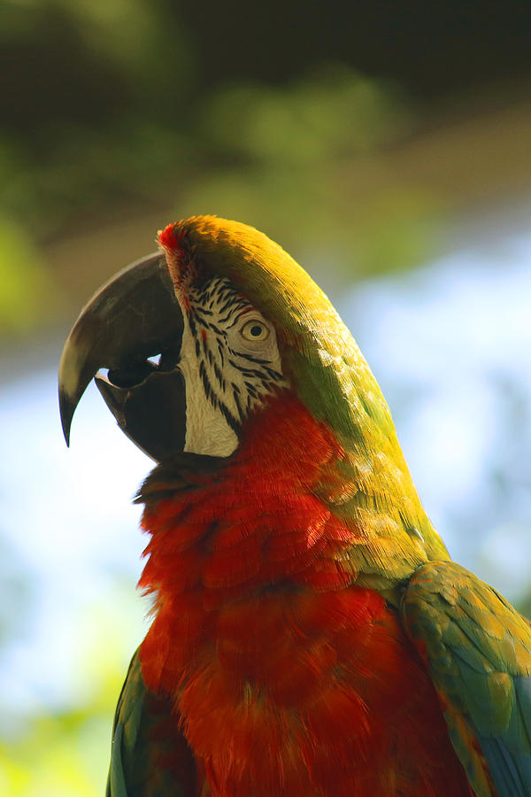 Macaw Photograph by David Stasiak - Fine Art America