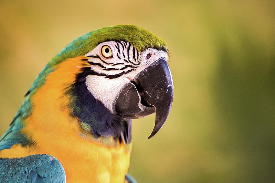Macaw Photograph by Don Johnson