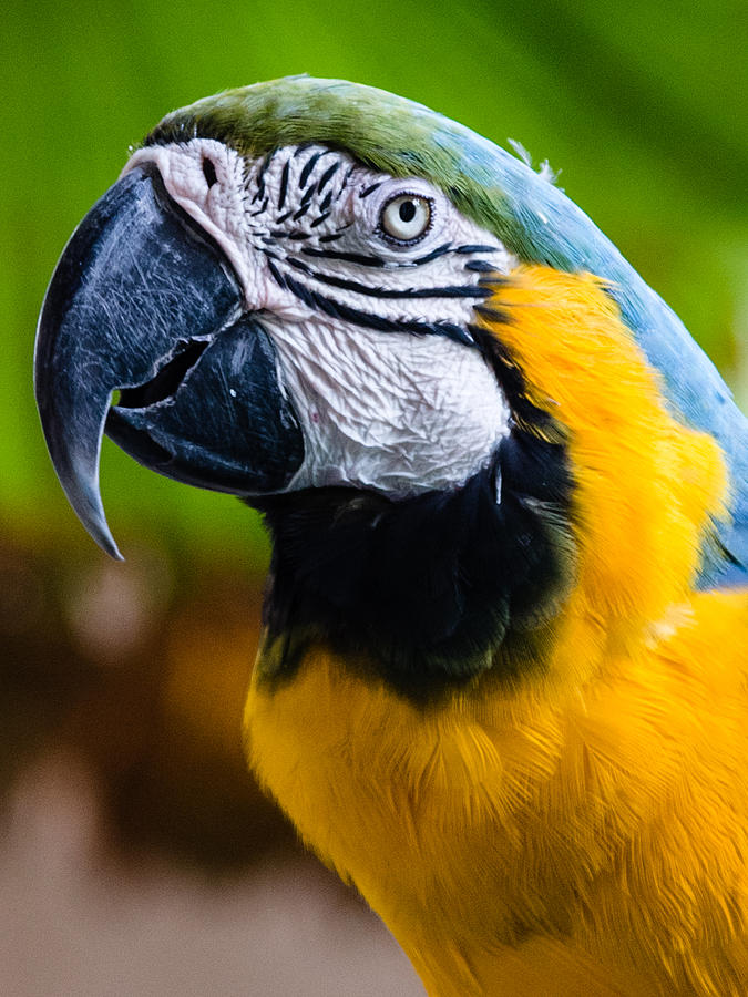 Duke Macaw Photograph by Alan Hart