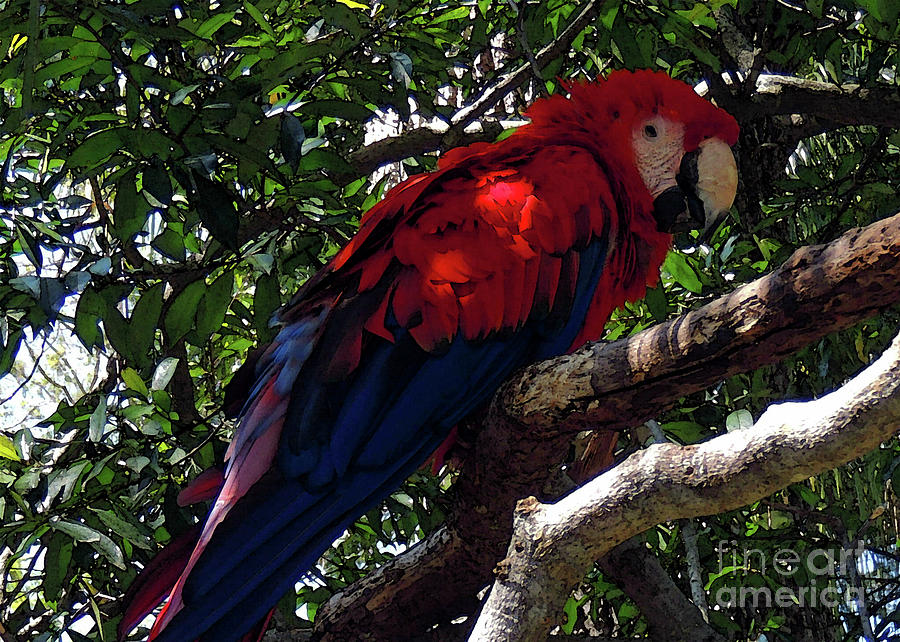 Macaw Enjoying The Shade  Photograph by Lydia Holly