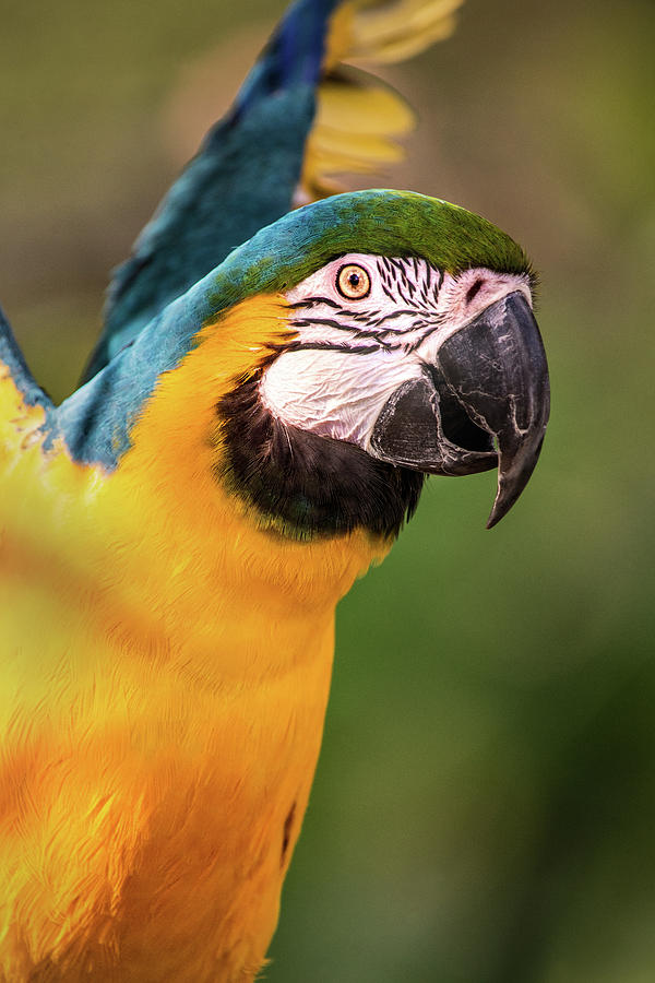 Macaw Flap Photograph by Don Johnson