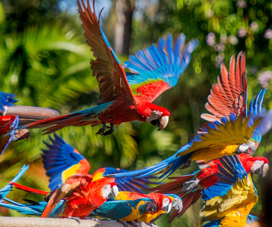 Bird Photograph - Macaw Flock by Tito Santiago