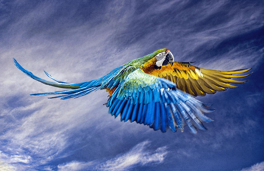 Macaw Flying Photograph by Brian Tarr