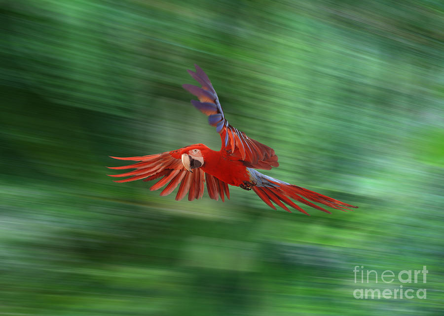 Macaw Flying Photograph by Warren Photographic