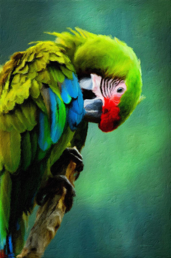 Macaw Green Feather Preen Painting by Georgiana Romanovna