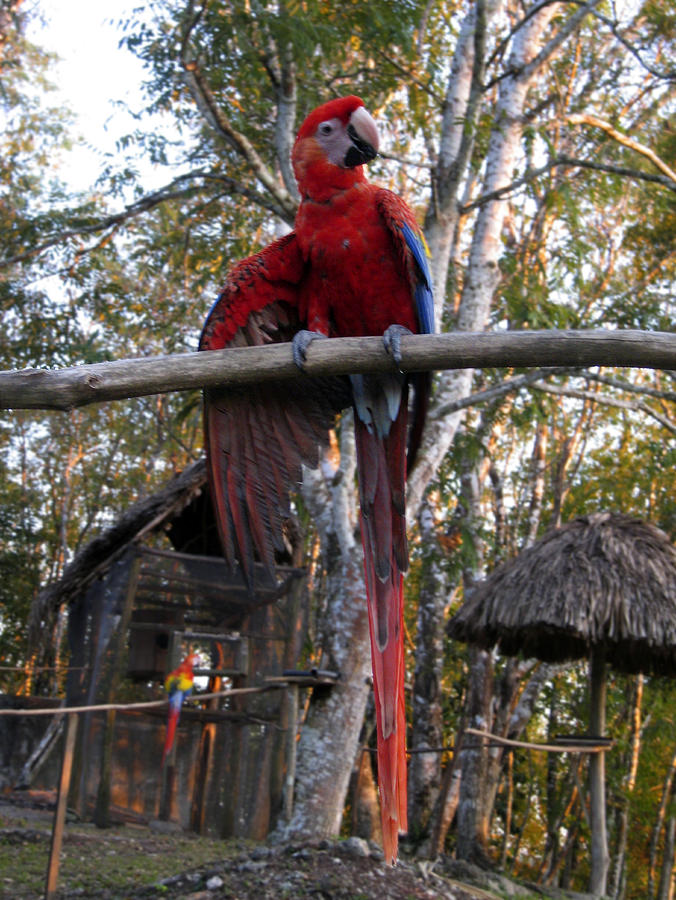 Macaw Photograph - Macaw Guatemala by Kurt Van Wagner