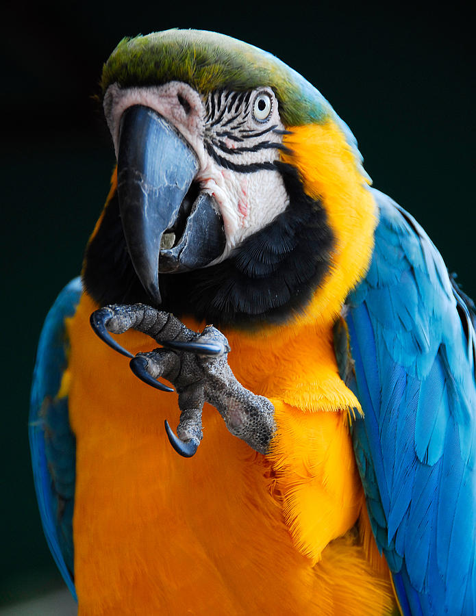 Macaw Photograph by Harry Spitz