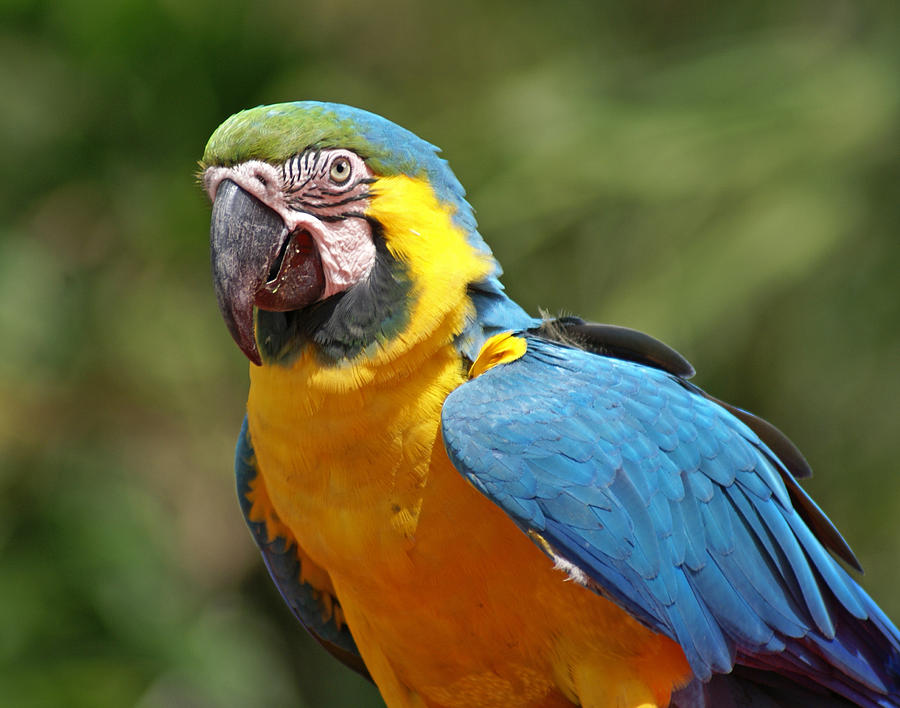 Parrot Photograph - Macaw by Heather Coen
