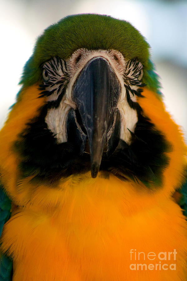 Macaw III Photograph by Thomas Marchessault