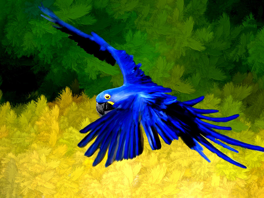 Macaw Painting - Macaw in Flight by Bruce Nutting