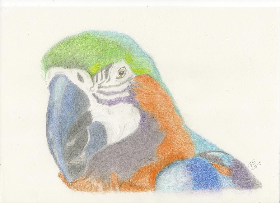 Parrot Drawing - Macaw by Jacqueline Essex