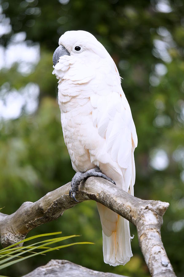 Cockatoo Photograph - Cockatoo by Laurie Perry