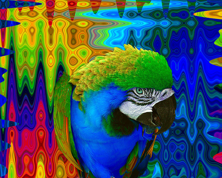Macaw Photograph - Macaw Madess by Amanda Vouglas
