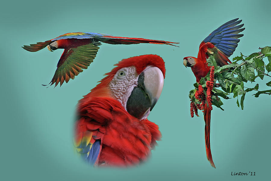 Macaw Photograph - Macaw Montage by Larry Linton