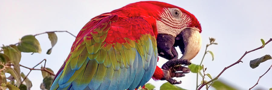 Macaw Photograph by Nadia Sanowar