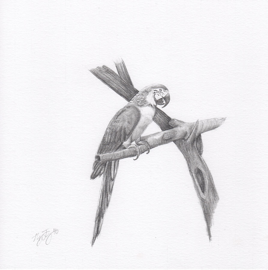 35+ Ideas For Macaw Drawing | Charmimsy
