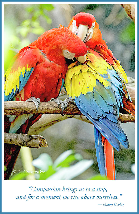 Macaw Pair in Grooming Behavior Photograph by A Macarthur Gurmankin