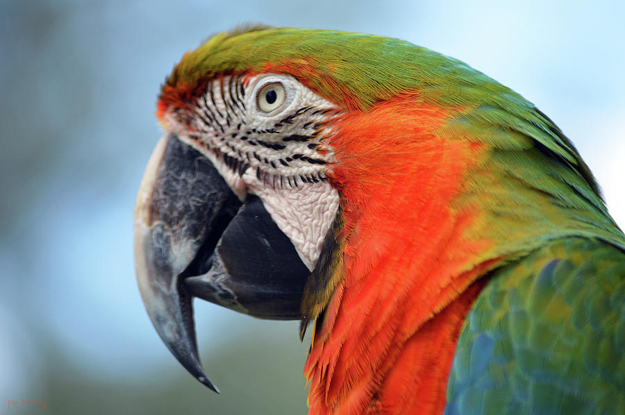 Macaw Parrot 1 Photograph by Ken Figurski