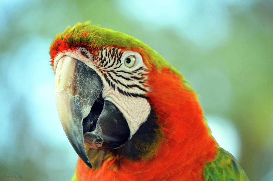 Macaw Parrot Closeup 2 Photograph by Ken Figurski