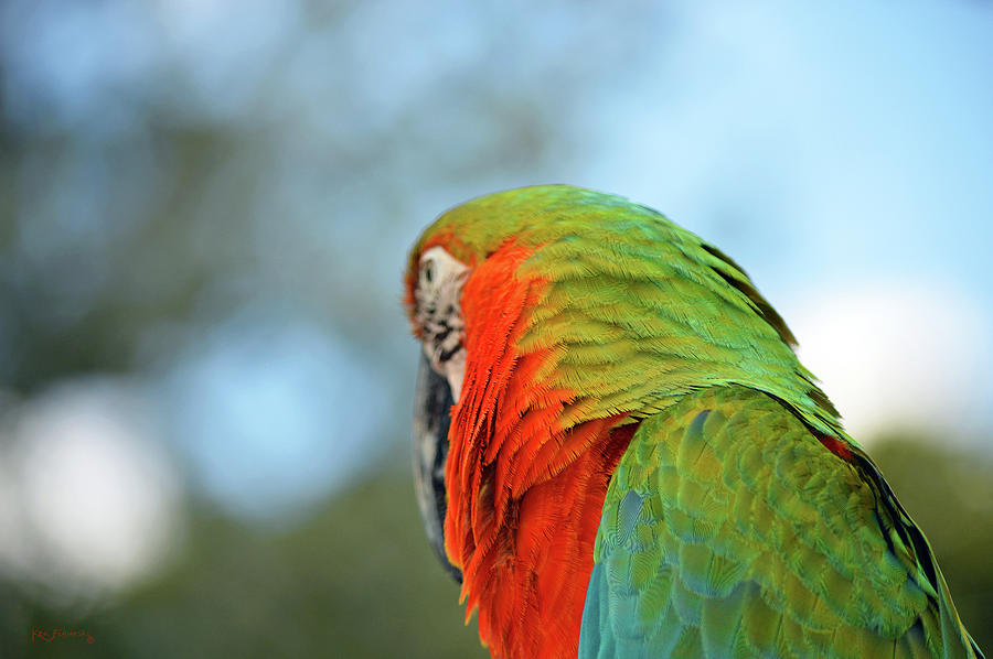 Macaw Parrot Closeup 3 Photograph by Ken Figurski