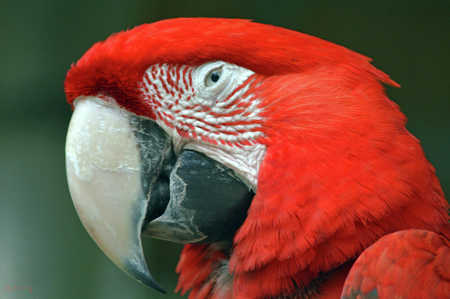 Macaw Parrot Closeup 4 Photograph by Ken Figurski