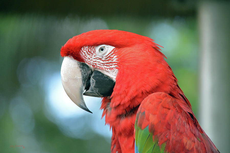 Macaw Parrot Closeup 5 Photograph by Ken Figurski