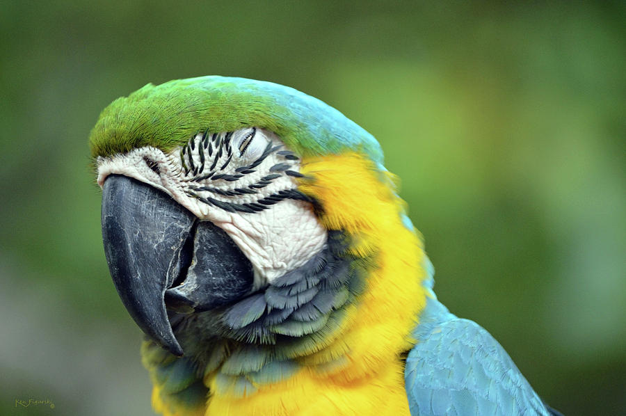 Macaw Parrot Closeup Photograph by Ken Figurski