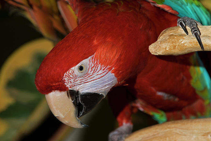 Macaw Parrot Photograph by JT Lewis