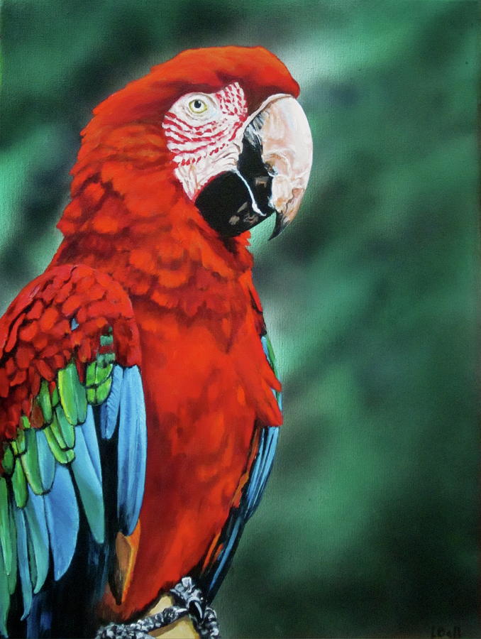 Parrot Painting - Macaw Parrot by Lillian Bell