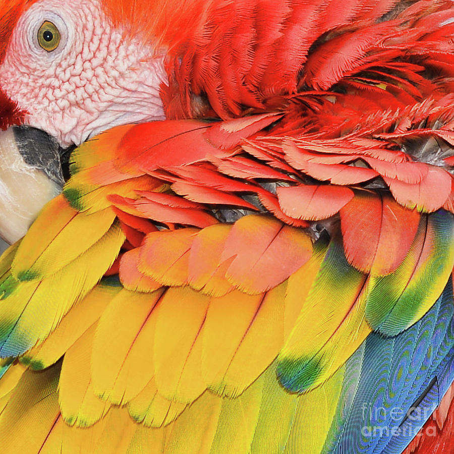 Macaw Parrot  Photograph by Olga Hamilton