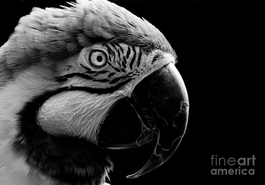 Macaw Parrot Portrait Black And White Painting By Sue Harper,Oatmeal Cookie Shot