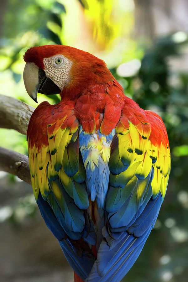 Macaw Parrot  Photograph by Saija Lehtonen