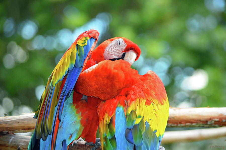 Macaw Parrots Photograph by Ken Figurski