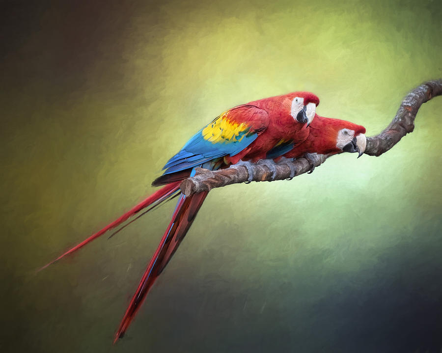 Macaw Parrots Out On A Limb Photograph by David and Carol Kelly