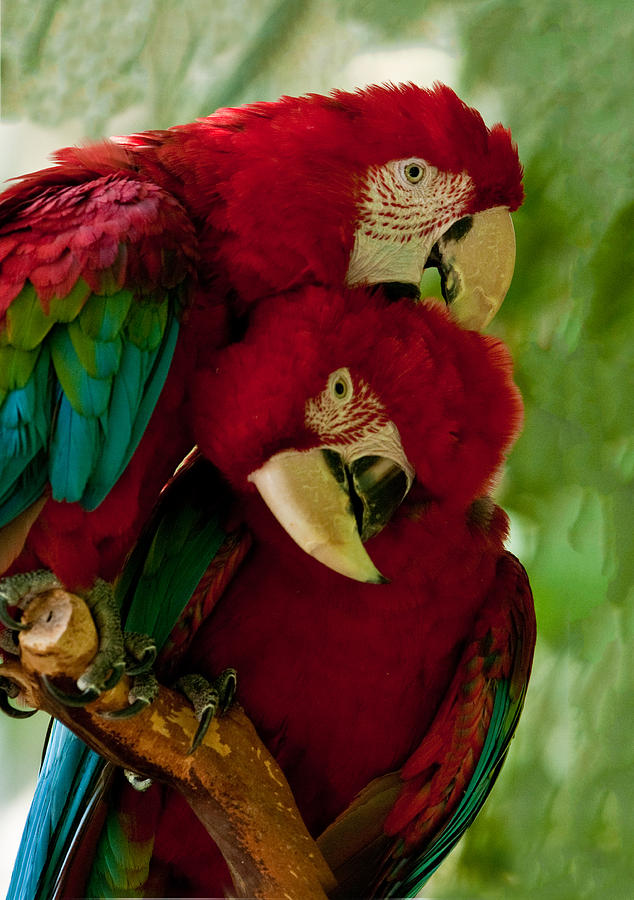 Macaw Parrots Preening Photograph by William Bitman