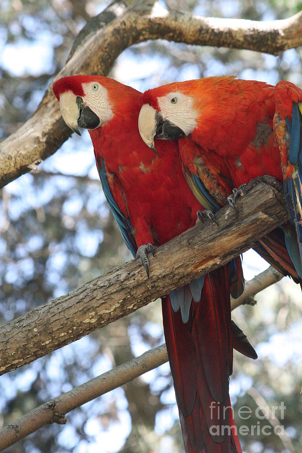 Macaw Peering At You Photograph by Lynn Michelle
