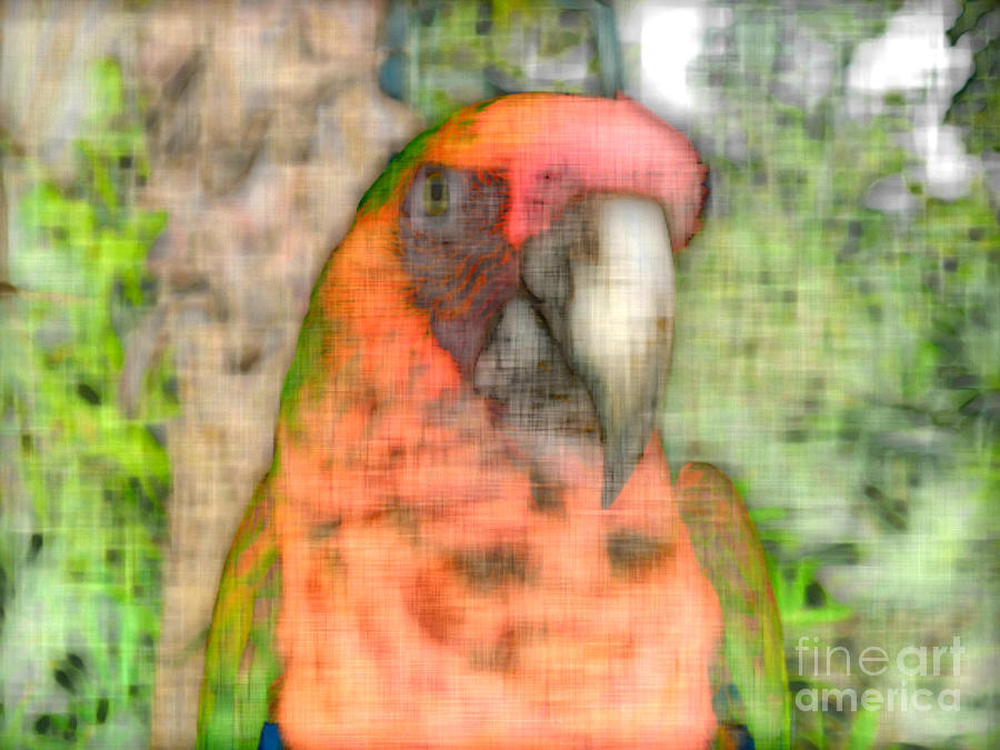 Macaw Portrait Photograph by Jason Freedman