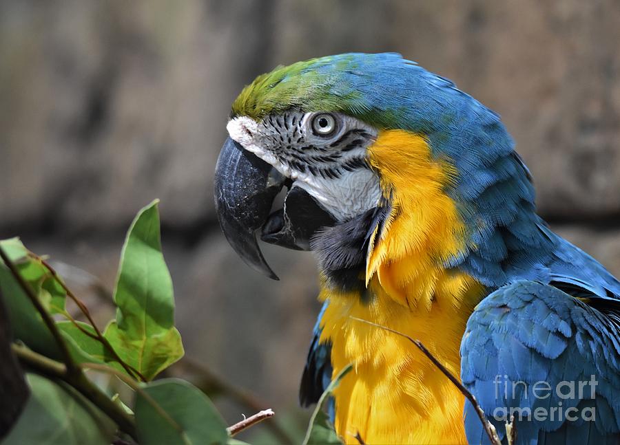 Macaw Portrait Photograph by Julie Adair