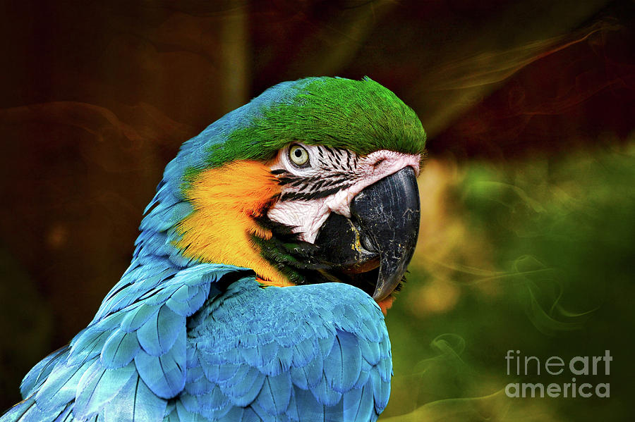 Macaw Portrait Photograph by Kathy Baccari