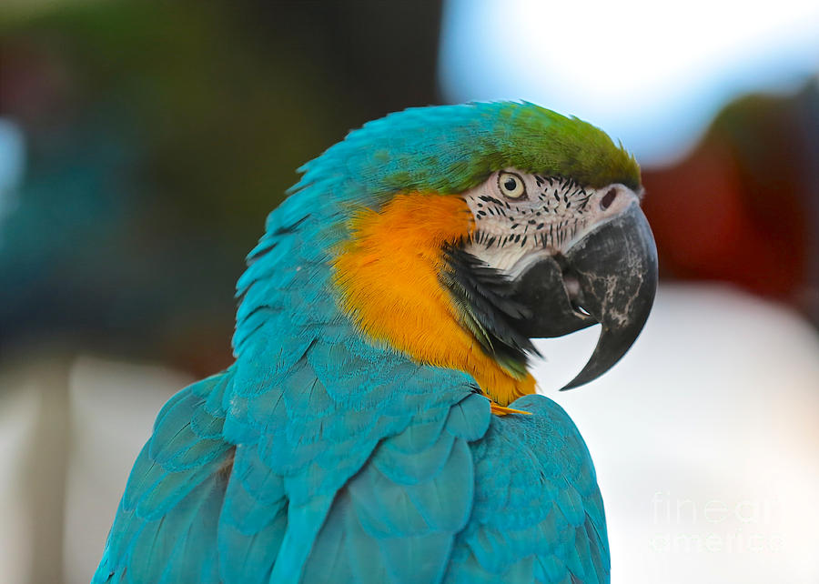 Macaw Profile Photograph