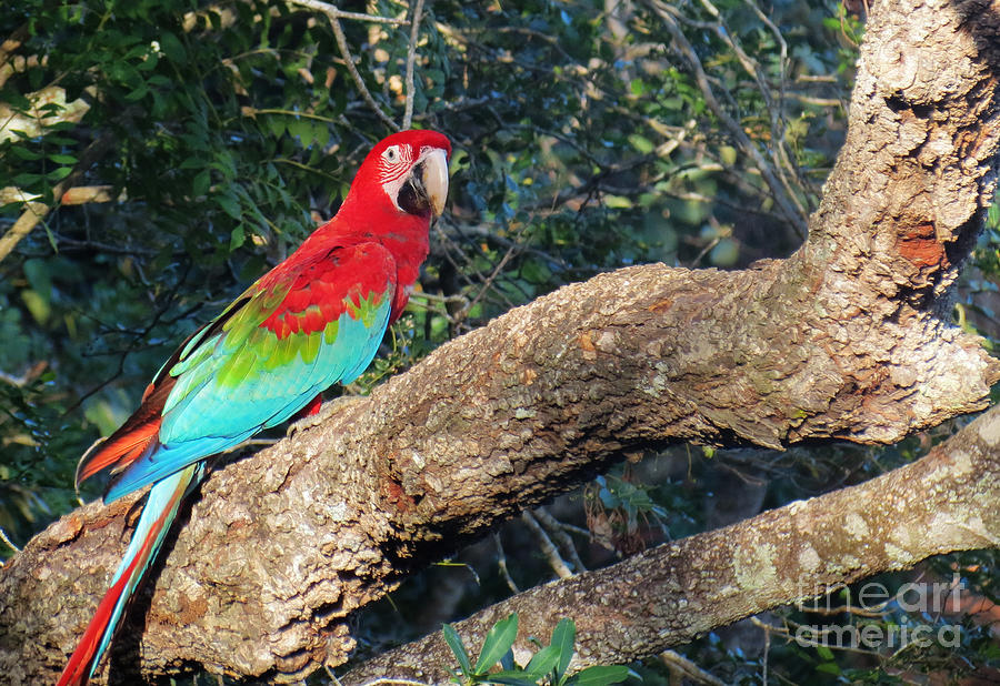 Macaw resting Photograph by Metaphor Photo