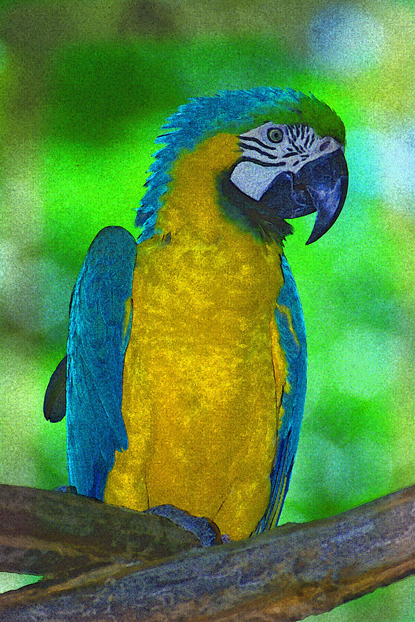 Parrot Digital Art - Macaw by Richard Nickson Parrot Digital Art - Macaw by Richard Nickson