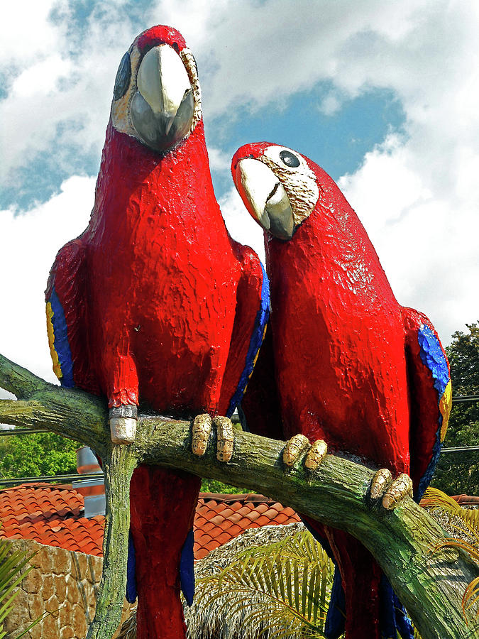 Macaws 1 Photograph by Ron Kandt