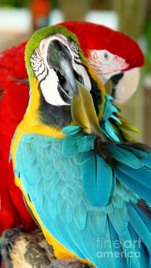 Macaws at Jungle Gardens XVIII Photograph by Sheryl Unwin