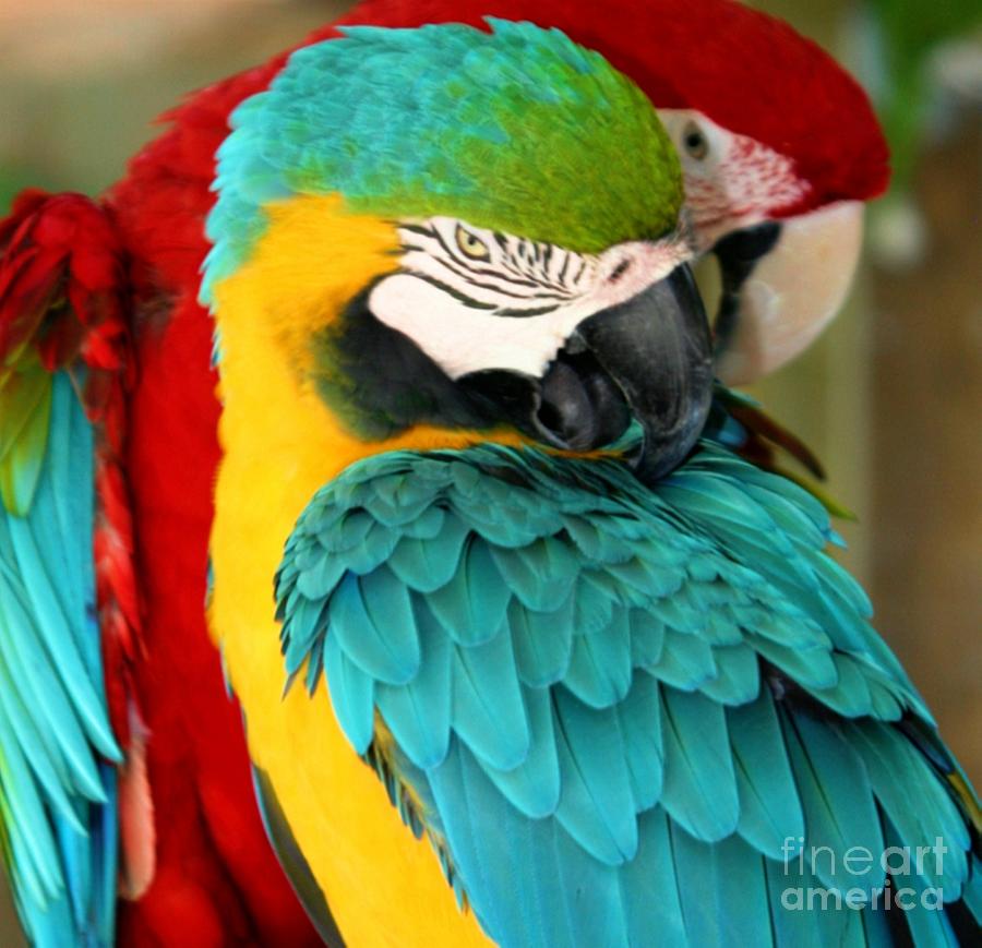 Macaws at Jungle Gardens XX Photograph by Sheryl Unwin
