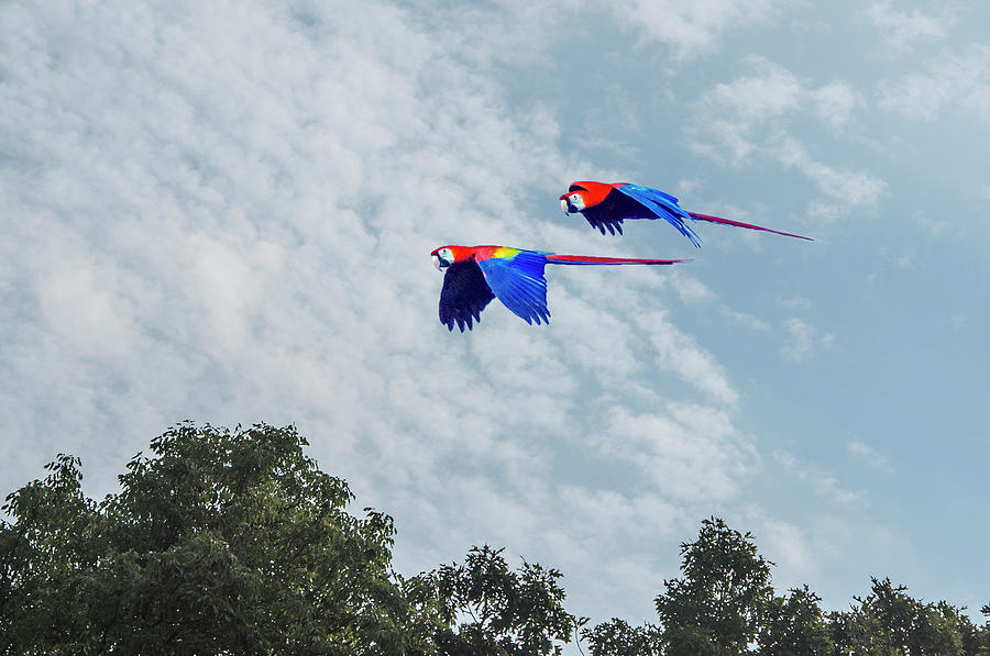 Macaws Flying Over Trees Photograph by William Bitman