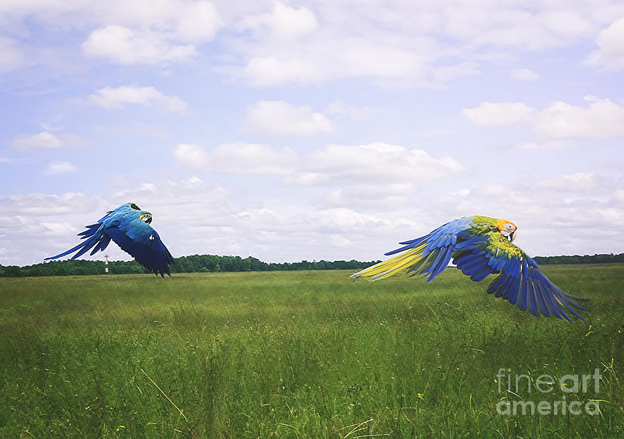 Macaws Flying Together Photograph by Melissa Messick