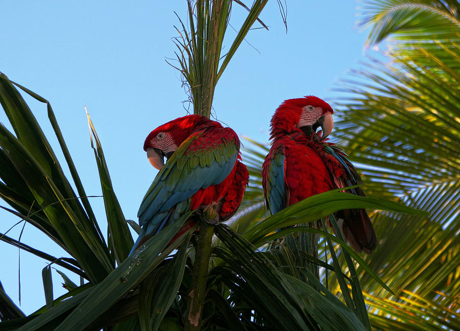 Macaws Photograph by Robert Och