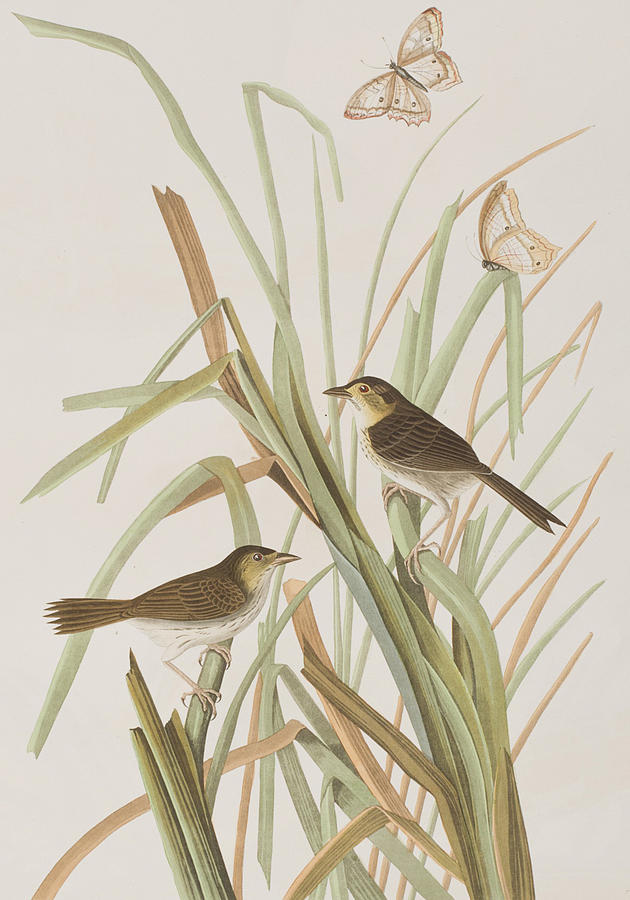 John James Audubon Painting - MacGillivrays Finch  by John James Audubon