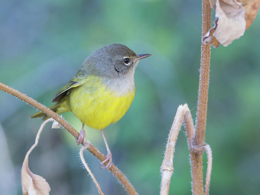 MacGillivray's Warbler 5997-092517-1 Photograph by Tam Ryan | Pixels